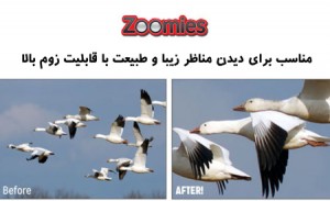 zoomies-3